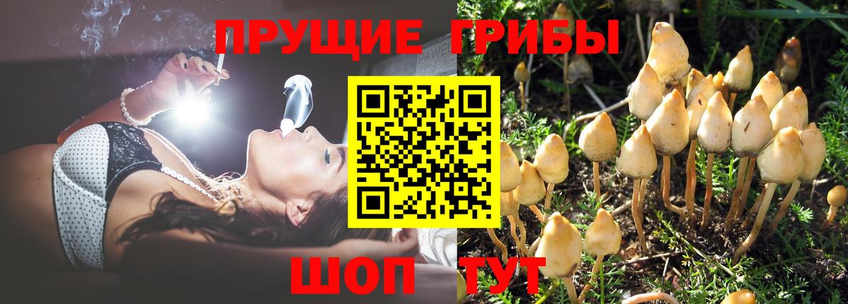 Павлово  Псилоцибиновые грибы Cubensis  Вход с VPN 